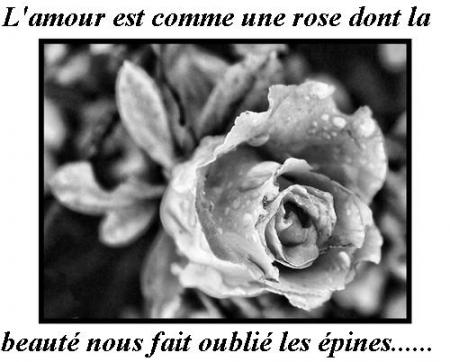 Une tite rose